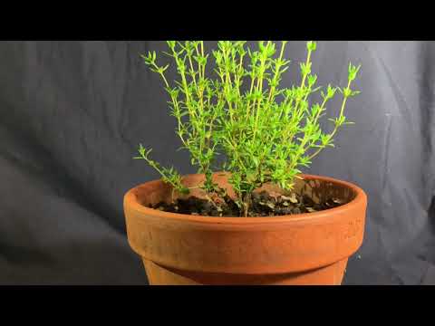 Forest of Thyme - Early August 2020