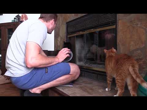 Cats Protect Their Home from Intruders