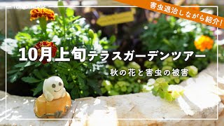 Terrace Garden Tour in early October - Introducing autumn flowers and recent pest damage