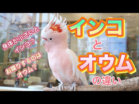 飼育下のブロトゲリス・ピロプテルス