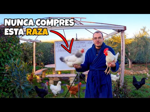 These are the best chicken breeds for producing your own eggs.