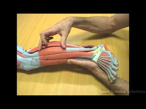 Muscles of the Lower Leg
