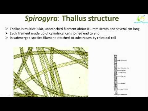 Spirogyra Algae structure/Occurence of Spirogyra/Spirogyra Cell structure/Spirogyra thallus