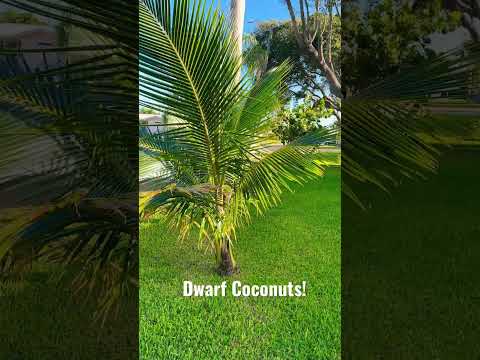 Growing Super Healthy Dwarf Coconut Trees in Florida
