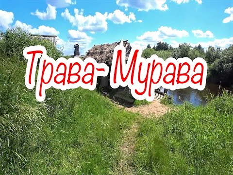 "Трава-Мурава". Новый клип от Братьев Радченко.  "О любви немало песен сложено... "