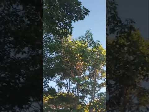 #orixas #candomblé #candombleketu #orixa #orixalidade #avesnocandomble #candomblecista #axe #axé