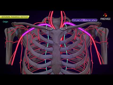 Internal thoracic Artery  - Animated Anatomy