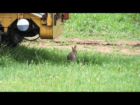 Rabbit hunting with a bow
