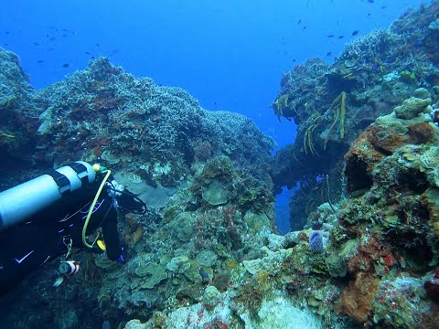 Palancar Reef Cozumel Scuba Diving March 2022