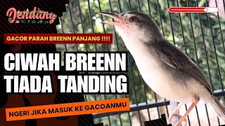 Download lagu Suara Ciblek Sawah Gacor Full Breen cocok untuk masteran mp3 Download lagu Suara Ciblek Sawah Gacor Full Breen cocok untuk masteran mp3