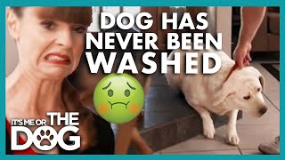 Not Washing Big Dog Causes a Stink! | It's Me or the Dog