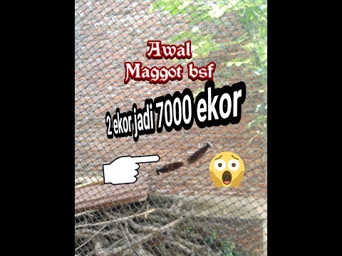 Tanaman obat dan potensi Aprikot kering dan potensi pada pria