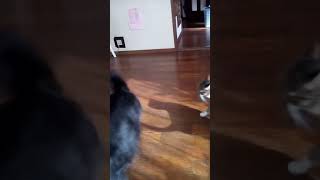 猫が犬にかみついたーあべこべだねこたたきpart 1