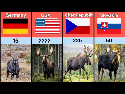 Moose Population From Different Countries | Moose Population by country 2025