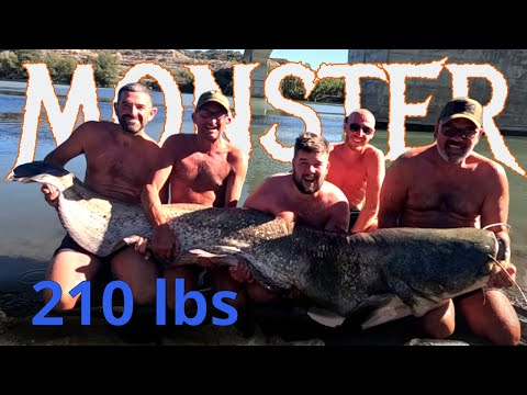 210lb Wels Catfish – Caught on the Ebro River