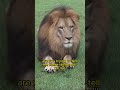 lions purr?! 😳😂