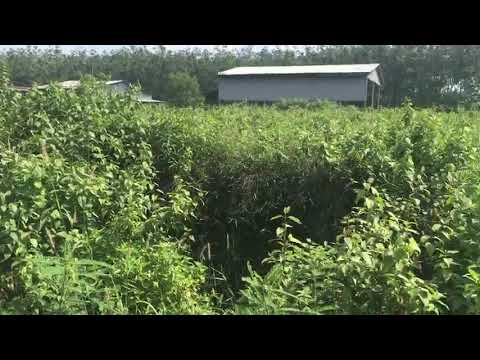 Đất vườn Nguyễn Thị Rành 1000m2, có 80m2 đất ở !  Nhận hợp thức hoá giấy tờ.