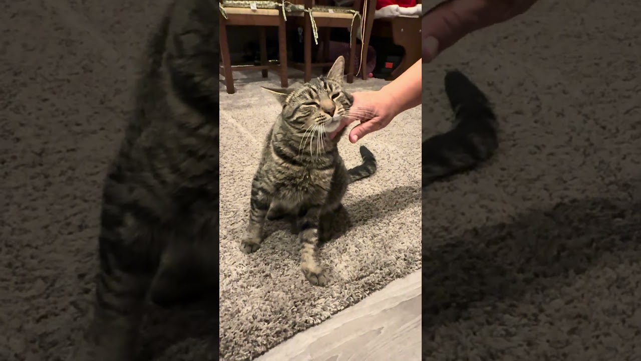 Enlarge Yoshi, a Adoptable mixed breed in Libertyville, IL video 6/6