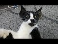 Tuxedo Cats Are Much More Lovely After Eating Fish