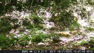 Pomba Asa Branca Procriando 