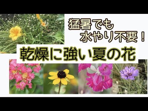 園芸 エリトリン、乾燥に強い植物