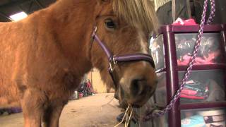 preview picture of video 'Sammay the Shetland pony and Kacey form special bond'
