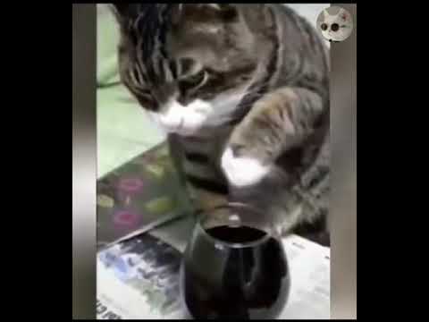 Funny Cat 🐈 Scares Of Ordinary Things Cute And Funny Cat Reactions