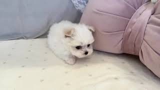 マルチーズの動画01