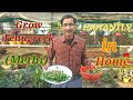 How to Grow Fenugreek ( Methi Sag) at your Home in the fastest way. How to Grow Fenugreek ( Methi Sag) at your Home in the fastest way.