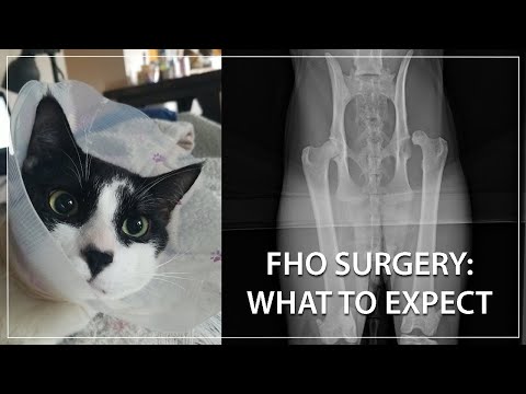 FHO Surgery: What to Expect & Care Tips