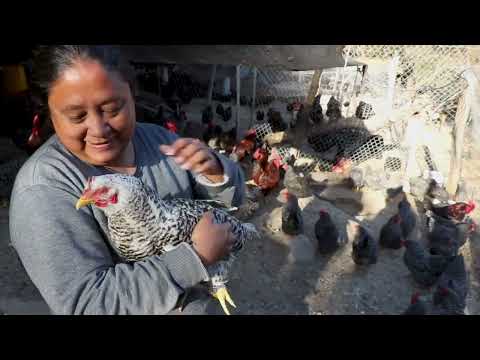 Equipo de Desarrollo LibreIncu. Sistemas de Monitoreo y Control