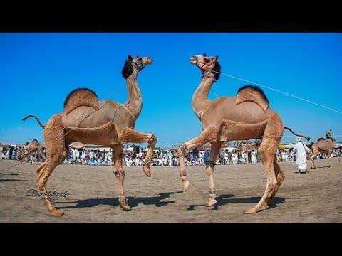 Dancing Camel Rag | THE TEPNER TAPES