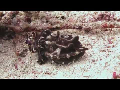 Sepien Mimic, Sogod Bay,Philippinen