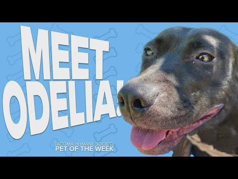 Pet Rescue of the Week: Odelia