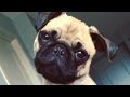 Pugs Are Awesome Part 2 Compilation