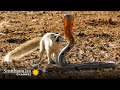 10 Craziest Animal Fights In The Animal Kingdom Lions Hippos Cobras Smithsonian Channel