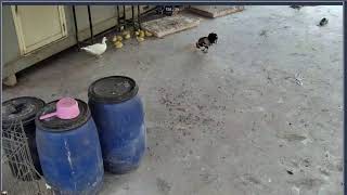 Thumbnail del capítulo