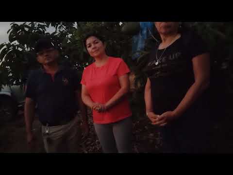 TECHNO CONSULT SRL : CULTIVO DE GUANABANA EN SABANILLA-CELICA-LOJA-ECUADOR ( VIII ) 