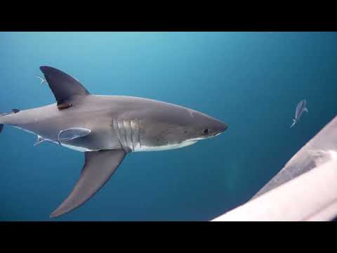 Australian Coastal Safaris