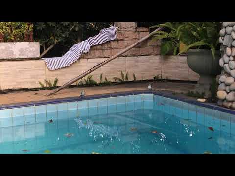 Passarinhos na piscina