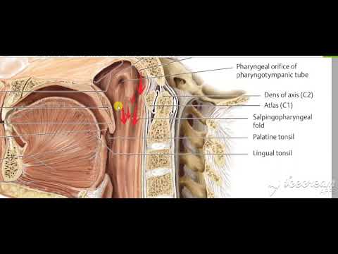 Nasopharynx Interior 4