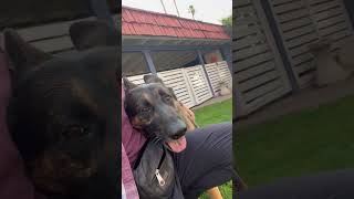 Video preview image #1 German Shepherd Dog Puppy For Sale in phoenix, AZ, USA