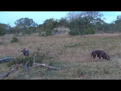 Djuma: Two Nyala bulls - 07:10 - 06/29/2023