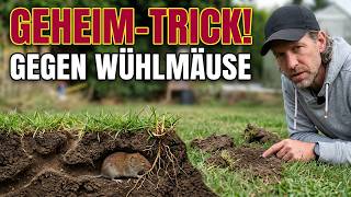 Mit diesem Trick kannst du Wühlmäuse im Garten bekämpfen und vertreiben 