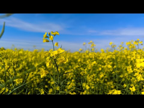 FLORENCIO SÁNCHEZ/CARDONA