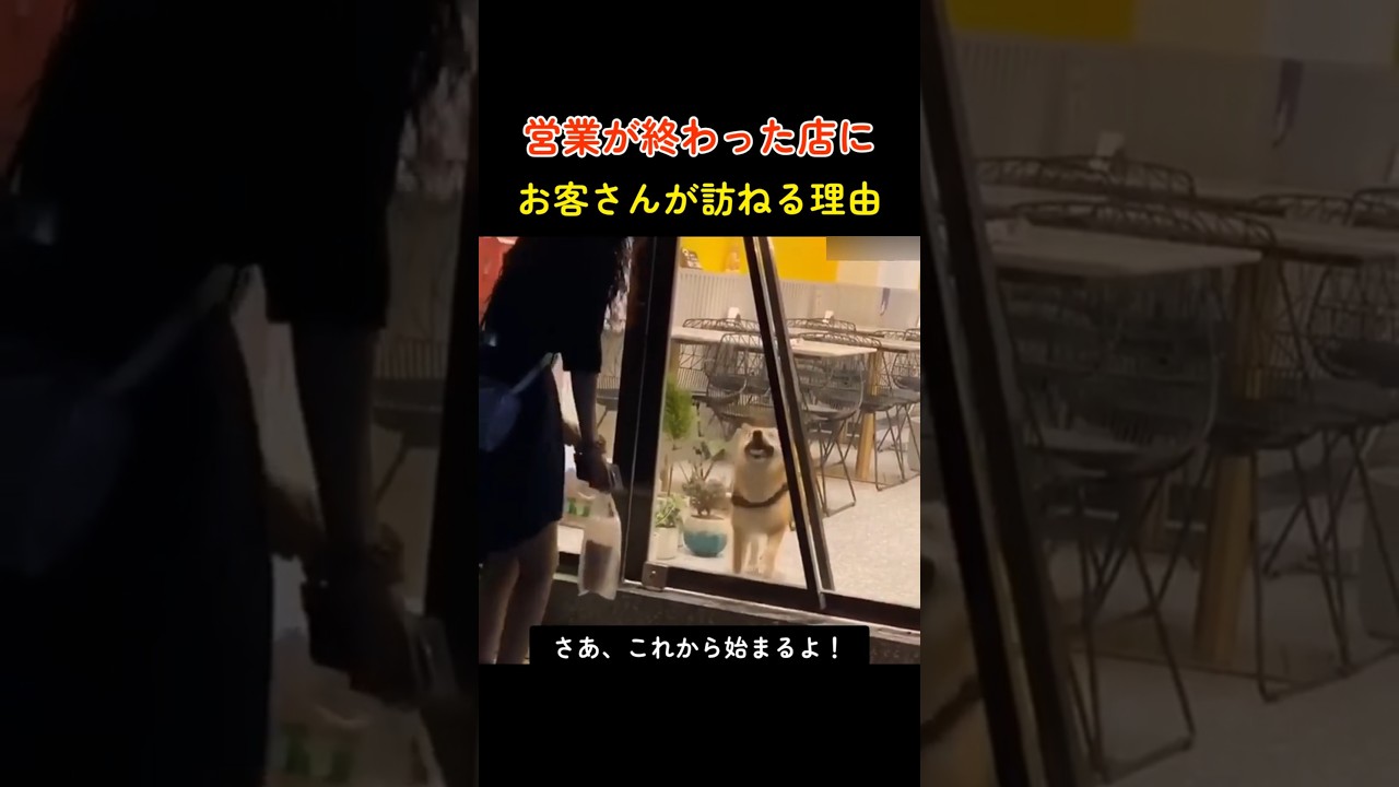 閉店後の店に客が殺到！？可愛すぎる柴犬 #柴犬 #犬 #可愛い犬 #癒し #動物 #面白い犬 #ダンス #笑顔 #ペット #シバ犬