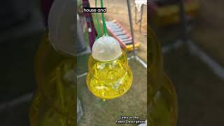 Download lagu Non-toxic Reusable Wasp Trap: Keep Your Outdoor Space Buzz-Free mp3