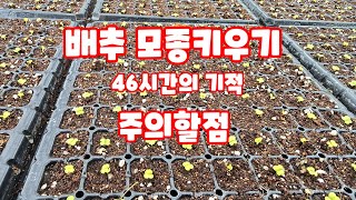 배추 모종키우기 김장배추 2024년 괴산절임배추 육묘 46시간의 기적 [배추재배방법]