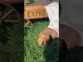 Dachshund dogs for sale: Bella❤️ACA Registered🐾 - Video 2