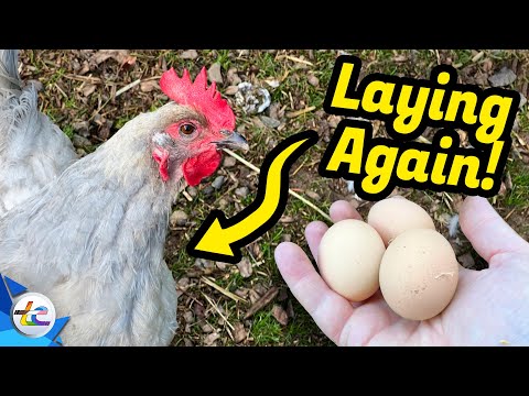 Transport Evolved Chicken and Garden Update - Guess Who's Laying Again?!